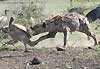 spotted hyena chasing vulture