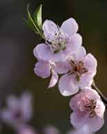 Peach blossoms