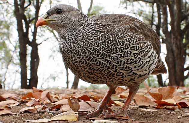 Natal Spurfowl (Pternistis natalensis) wide angle view