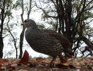 Spurfowl, under-exposed image