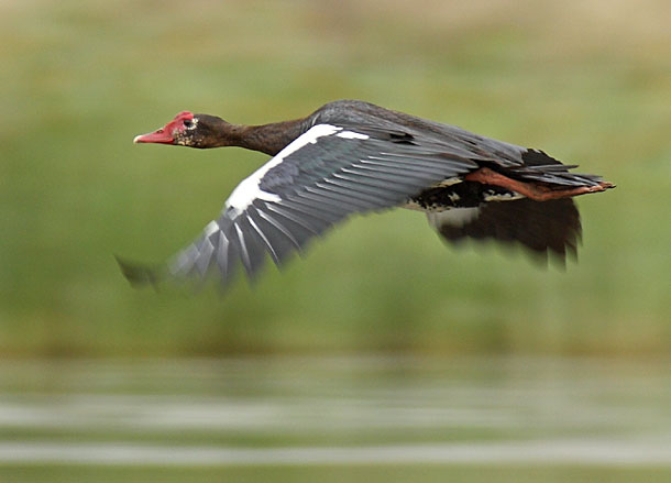 Spurwinged goose in flight