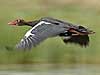 Spurwinged goose in flight