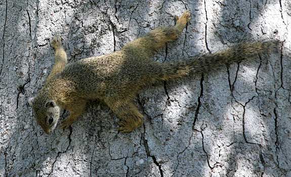 Tree Squirrel