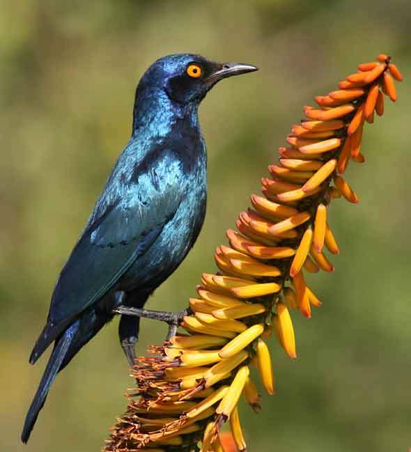 Glossy starling on flowering aloe