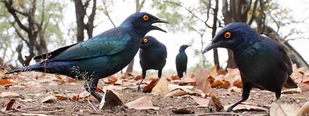 Glossy starlings, wide angle view, Kruger Park