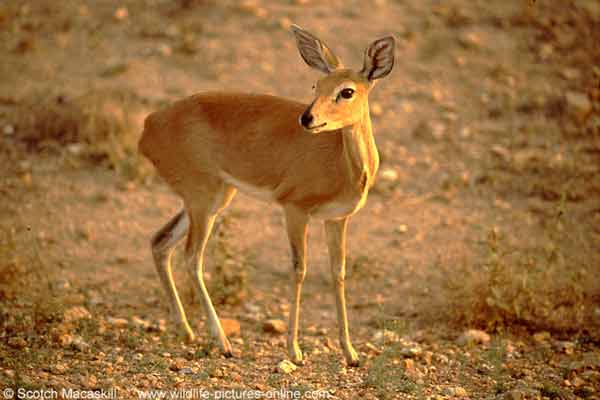 Lone steenbok, Kruger National Park