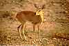 Steenbok, Kruger National Park