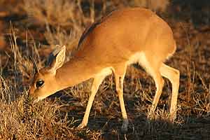 Steenbok grazing
