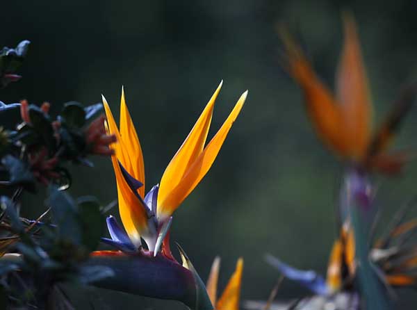Strelitzia flower backlit
