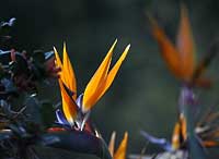 Strelitzia flower, backlit