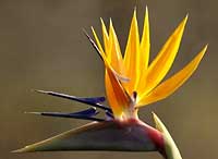 Strelitzia flower