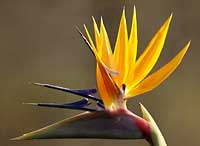 Strelitzia flower