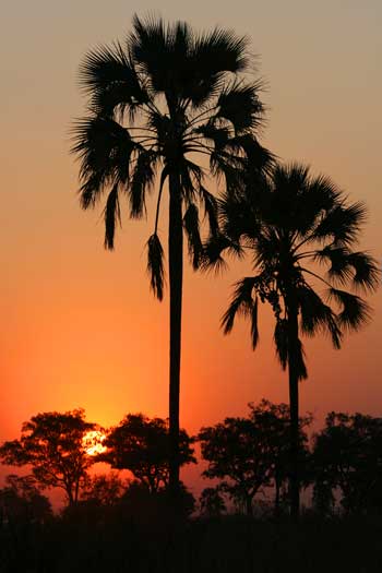 Sunset in Okavango Delta, Botswana