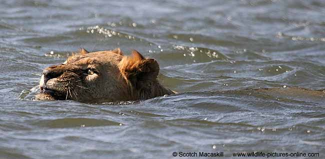 Lion swimming in Zambezi River