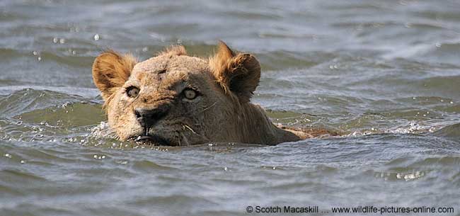 Swimming Lion, Zambezi River