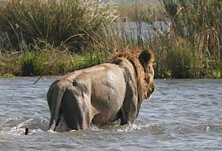 Lion in Zambezi River