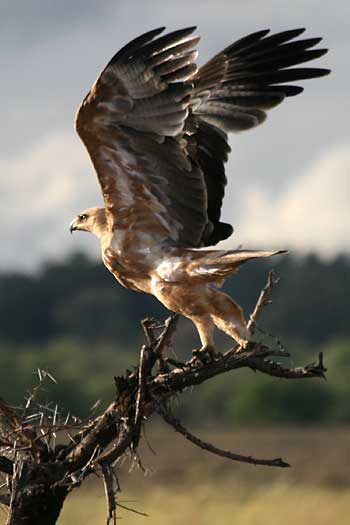 Tawny Eagle taking off, Mashatu Game Reserve, Botswana