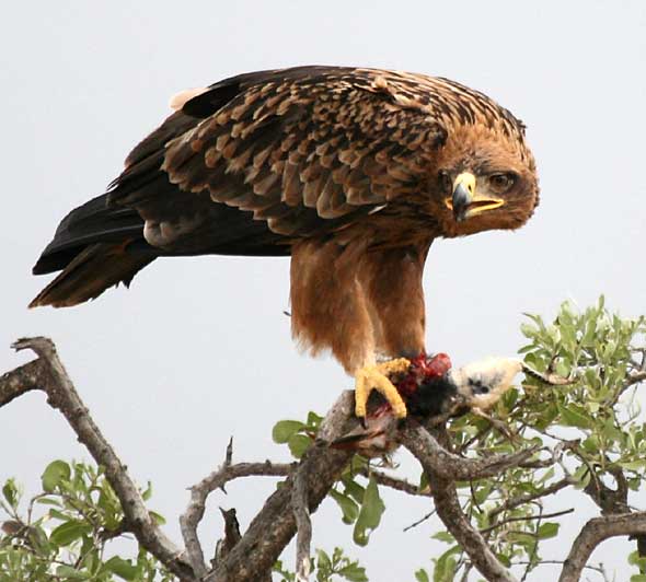 Tawny Eagle with Prey