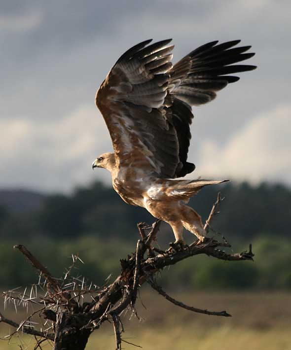 Tawny eagle taking off