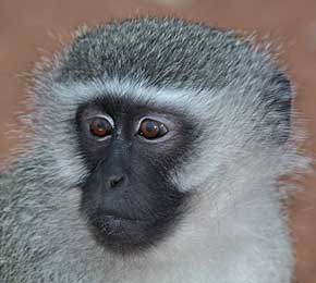 Vervet monkey close-up showing black face