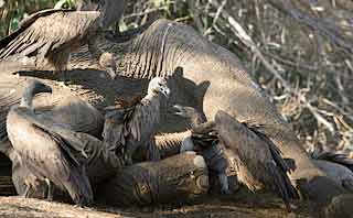 Vultures on dead elephant