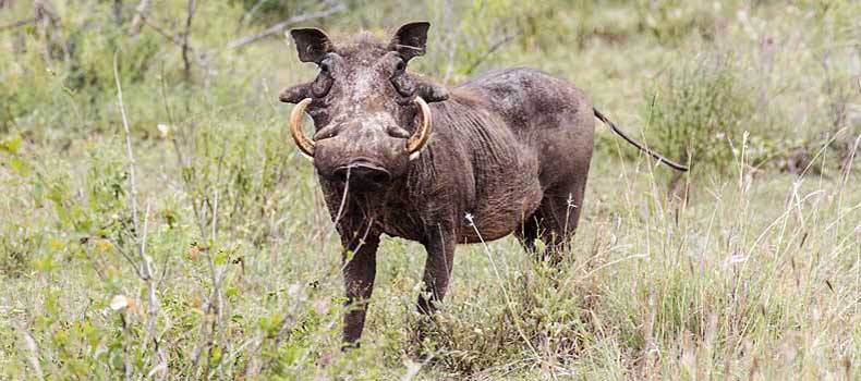 Warthog looking at camera, Kruger National Park, South Africa