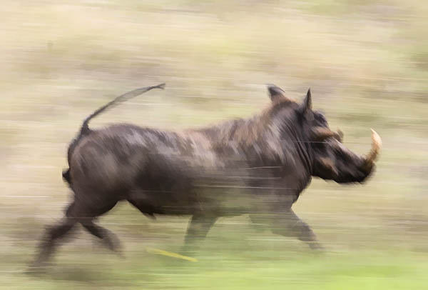 Warthog male running, motion blur