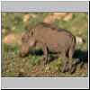 Warthog, Ithala Game Reserve, South Africa