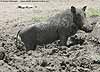 Warthog wallowing