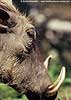 Warthog close-up