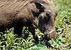Warthog's head