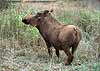 Warthog with no tail