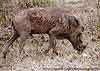 Warthog mud-encrusted