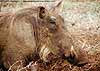 Warthog close-up