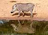 Warthog next to waterhole