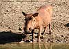 Warthog drinking