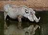 Warthog drinking from waterhole
