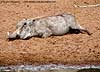 Warthog lying down