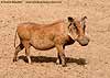 Warthog, profile view