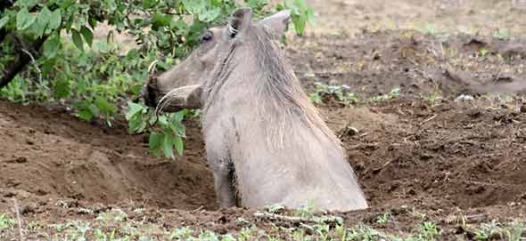 Warthog in its burrow