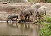 Warthog family at waterhole
