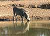 Warthog at waterhole