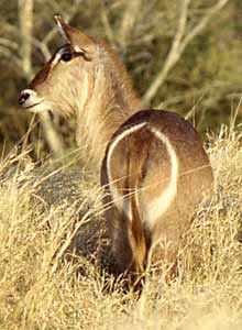 Waterbuck female