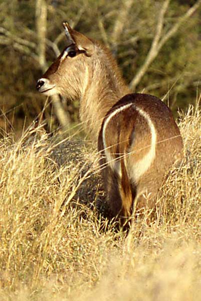 Waterbuck female showing white ring on rump