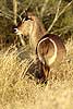 Female waterbuck showing white ring on rump