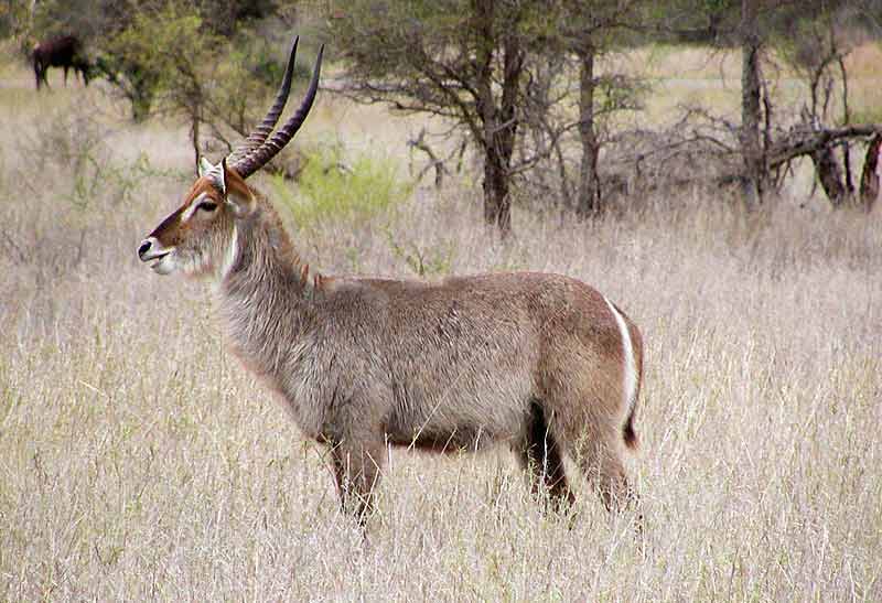 Waterbuck bull, side-on, Kruger National Park