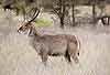 Waterbuck male, side-on
