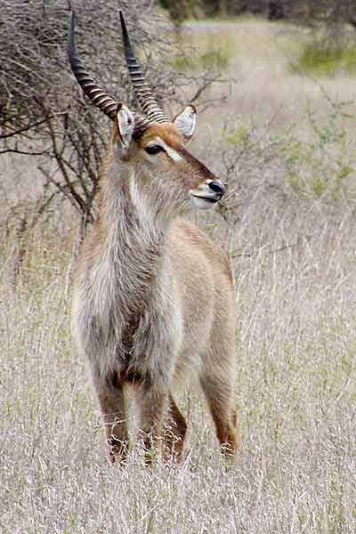 Waterbuck male in winter grass