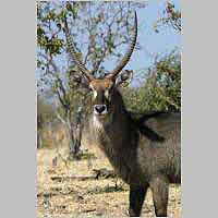 Waterbuck