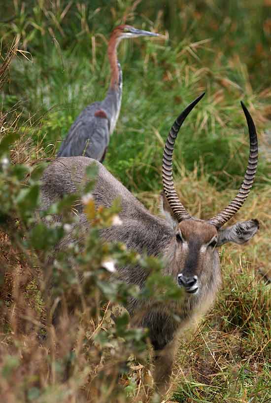 Waterbuck with goliath heron